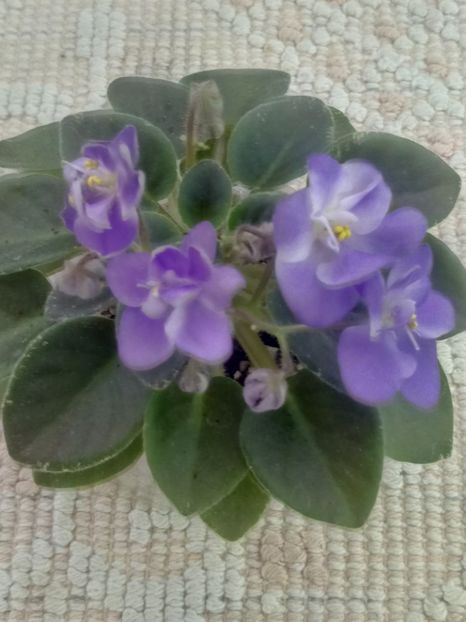 30 mar - ZZ Shirl s Bright Sky