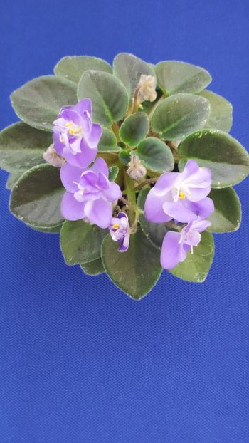 1 apr - ZZ Shirl s Bright Sky