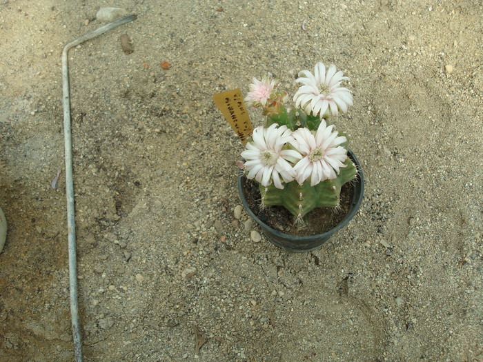 DSC01090 - Cactusi