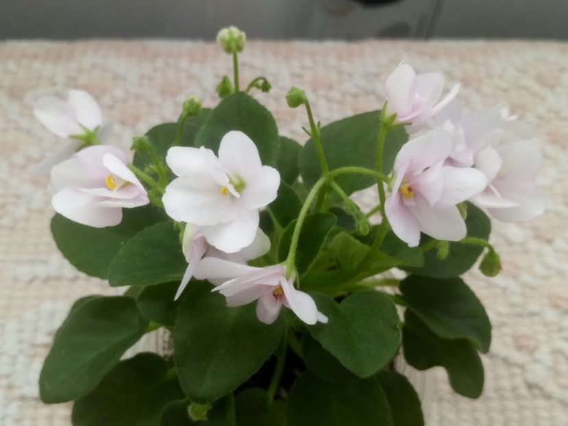 28 mar - ZZ Milky Way Trail