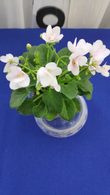 1 apr - ZZ Milky Way Trail