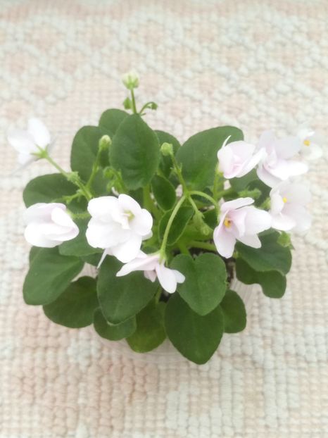 28 mar - ZZ Milky Way Trail