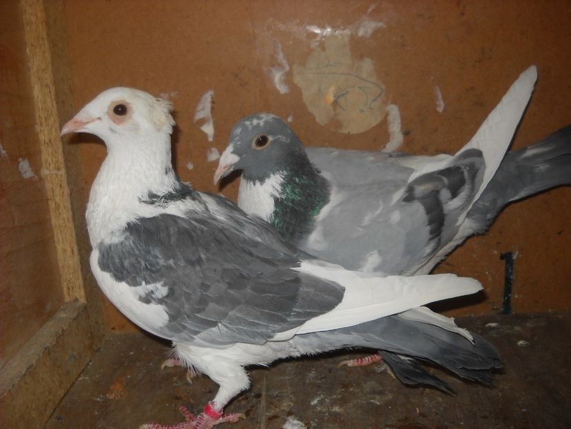  - UNDEVA IN SUCEAVA arhiva