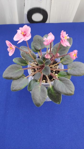 1 apr - Snuggles Delight