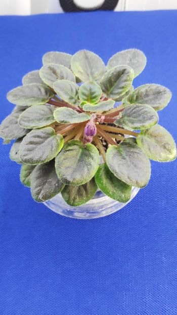 1 apr - ZZ Sensational Sandra