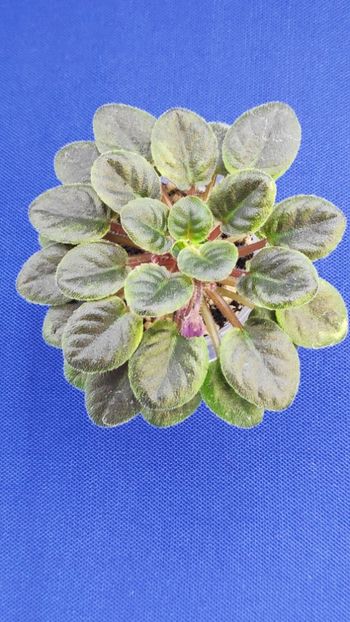 1 apr - ZZ Sensational Sandra