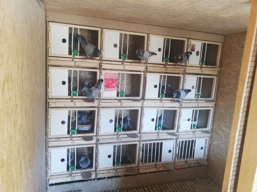  - 2020-Pui Seria întâi