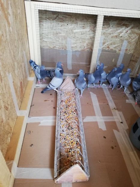  - 2020-Pui Seria întâi