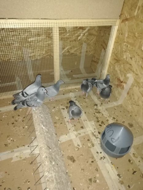  - 2020-Pui Seria întâi