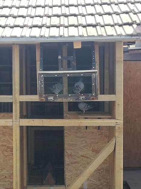  - 2020-Pui Seria întâi