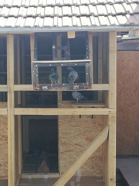  - 2020-Pui Seria întâi