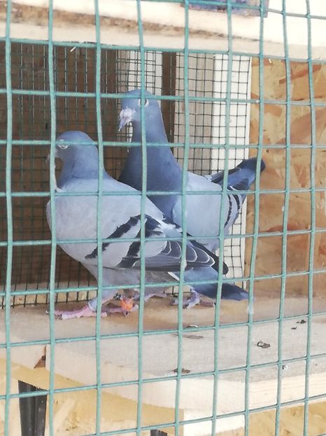  - 2020-Pui Seria întâi