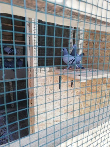  - 2020-Pui Seria întâi