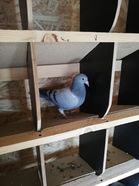  - 2020-Pui Seria întâi