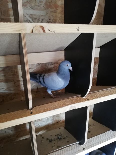  - 2020-Pui Seria întâi