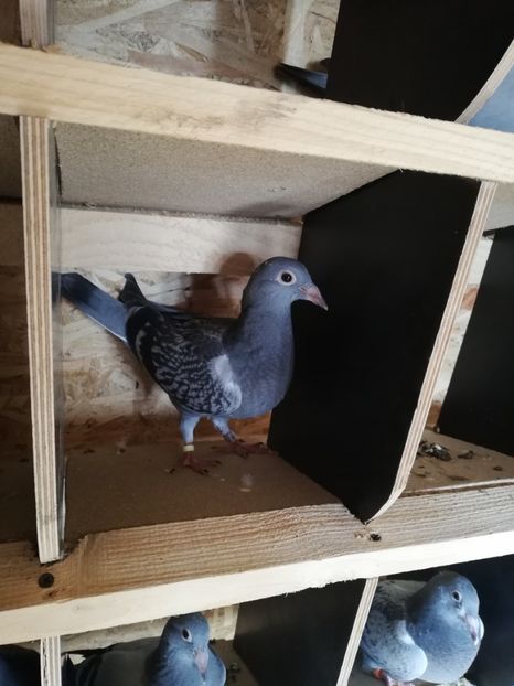  - 2020-Pui Seria întâi