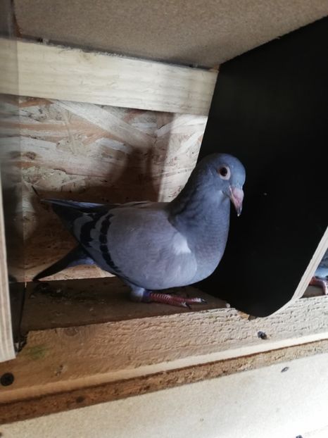  - 2020-Pui Seria întâi