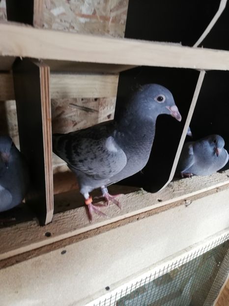  - 2020-Pui Seria întâi