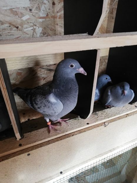  - 2020-Pui Seria întâi