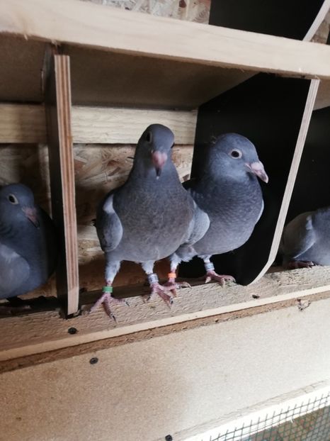  - 2020-Pui Seria întâi