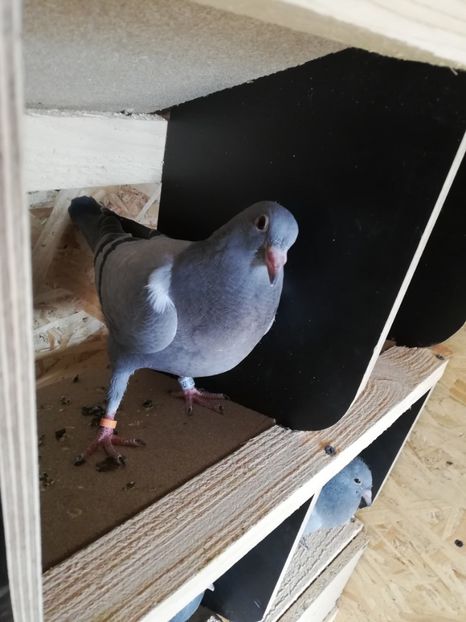  - 2020-Pui Seria întâi