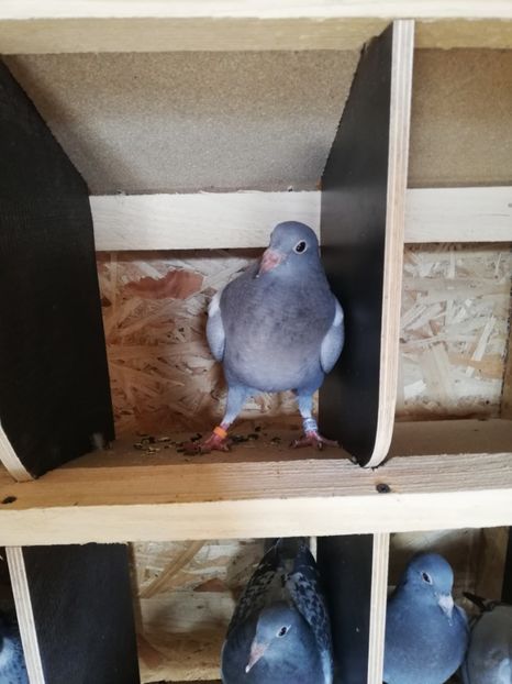  - 2020-Pui Seria întâi