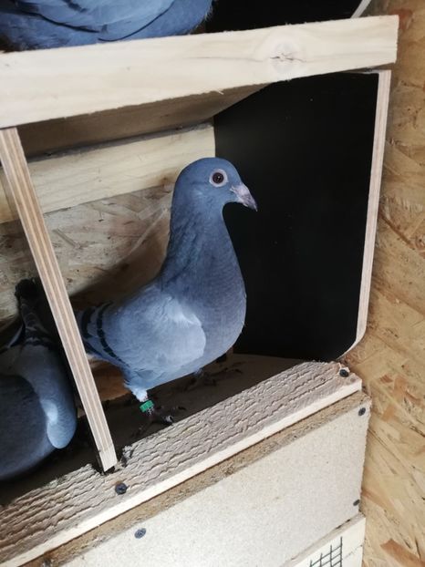  - 2020-Pui Seria întâi