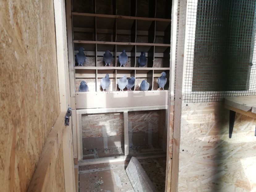  - 2020-Pui Seria întâi