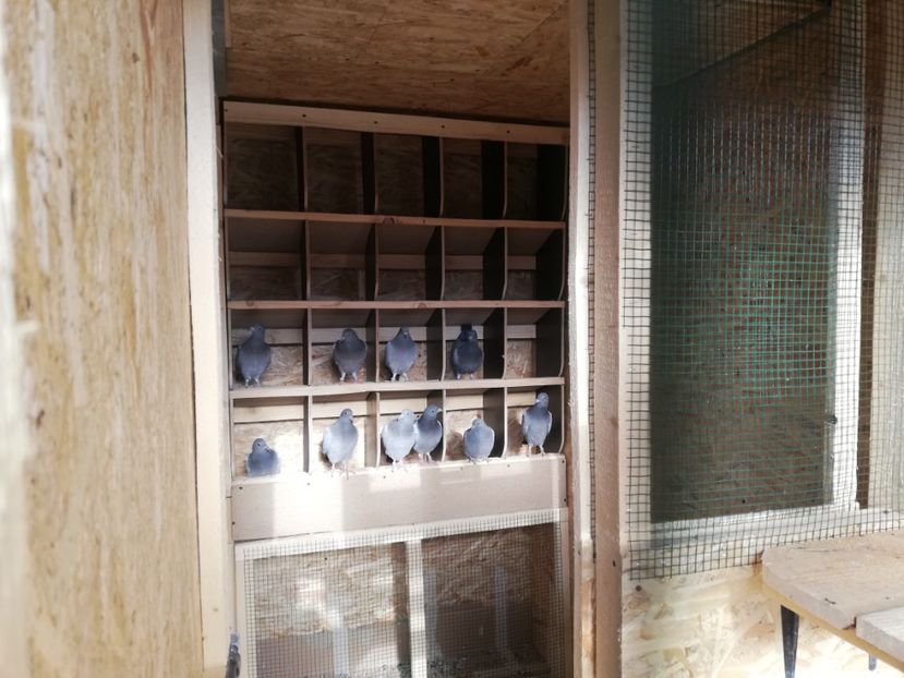  - 2020-Pui Seria întâi