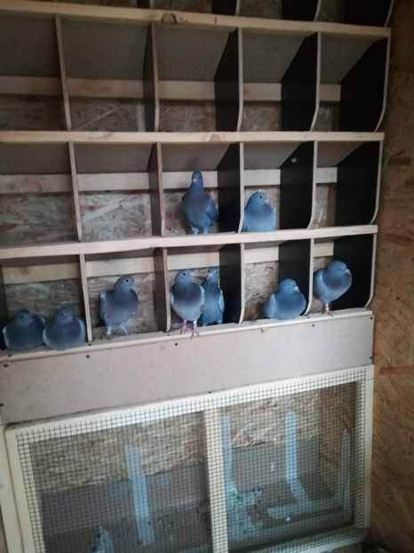 IMG-20200331-WA0015 - 2020-Pui Seria întâi