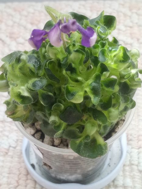 28 mar - ZZ Senk s Girl Wasp