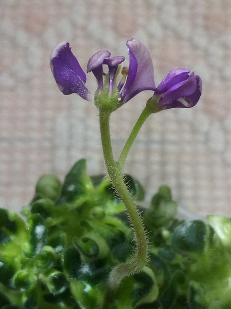 28 mar - ZZ Senk s Girl Wasp