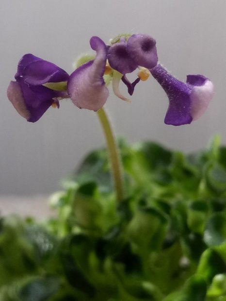 28 mar - ZZ Senk s Girl Wasp