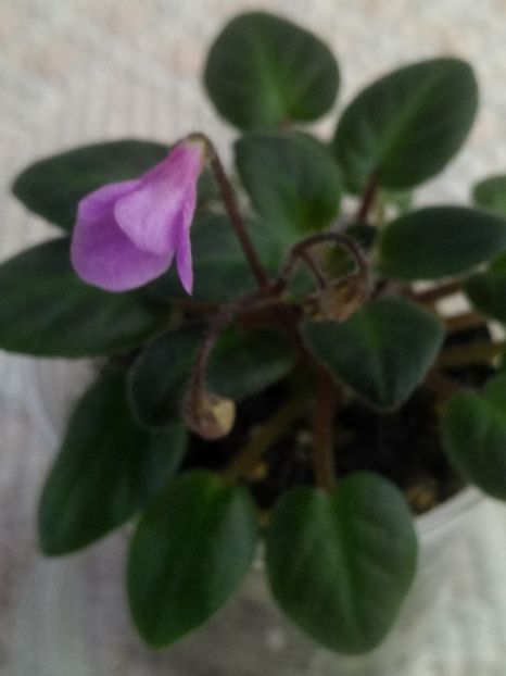 22 mar - Flashy Trail