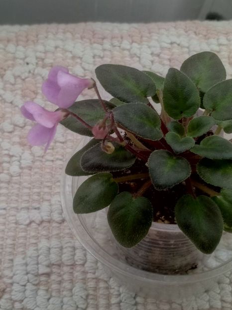 28 mar - Flashy Trail