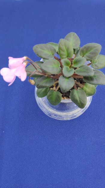 1 apr - Flashy Trail