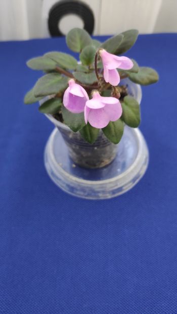 1 apr - Flashy Trail