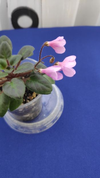 1 apr - Flashy Trail