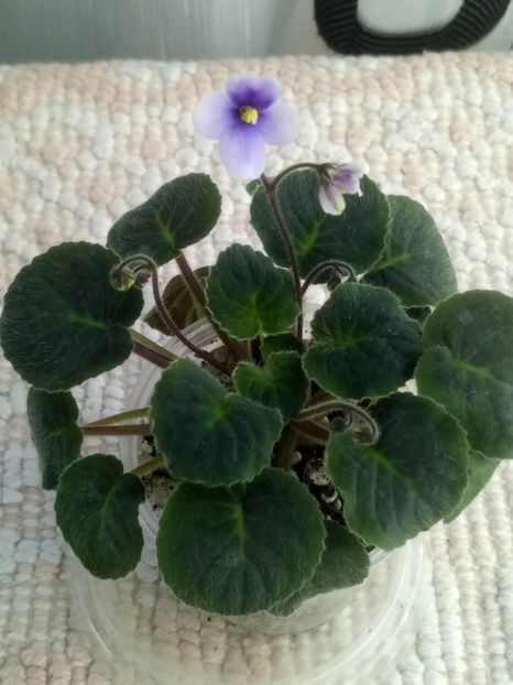 22 mar - ZZ Velutina lite