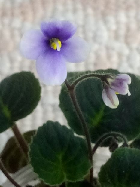 22 mar - ZZ Velutina lite