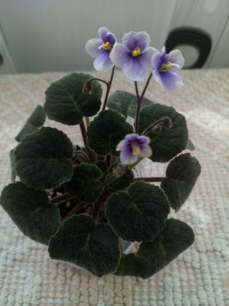 28 mar - ZZ Velutina lite