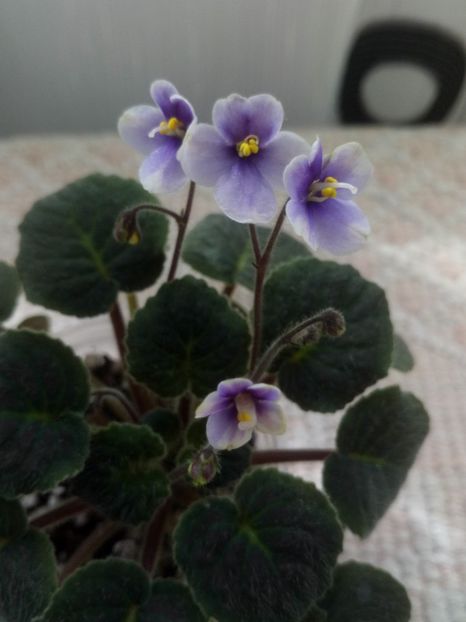 28 mar - ZZ Velutina lite