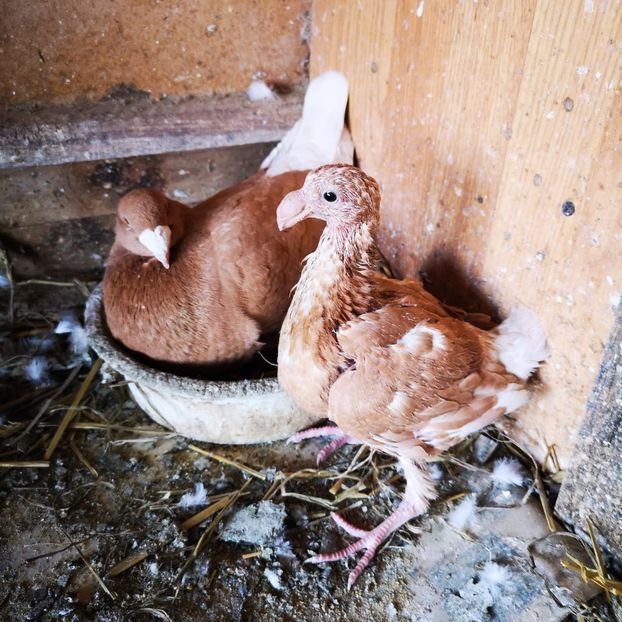  - 3-Voiajori Germani