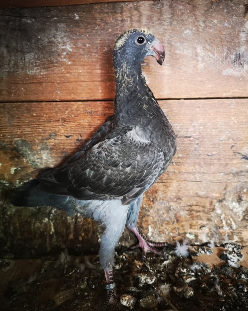  - 3-Voiajori Germani