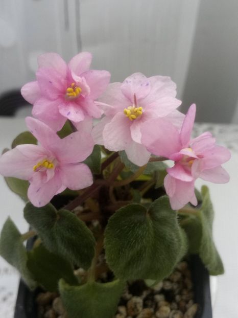 28 feb - Ramblin Spots