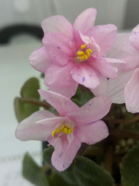 28 feb - Ramblin Spots