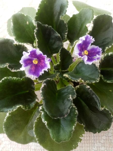 18 mar - VaT Tsar Goroh