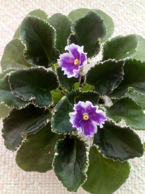 18 mar - VaT Tsar Goroh