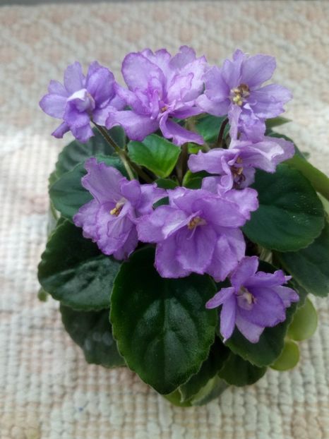 28 mar - ZZ RS Barkhatnyi Nariad