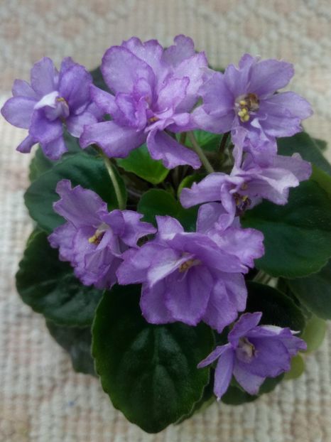 28 mar - ZZ RS Barkhatnyi Nariad